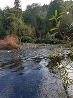 Studio in Puerto Varas, Chile No. 1390 - farm in Chile