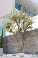 3 bedrooms Villa in Chloraka, Cyprus No. 5730 - Image 10