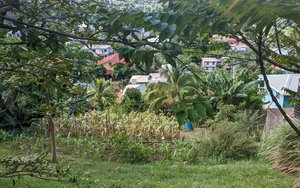 929m² Hotel in Roseau, Dominica No. 25