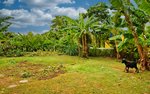 7 bedrooms Land in Calibishie, Dominica No. 27 - Image 16