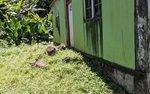 3 bedrooms Commercial property in Saint Paul, Dominica No. 33 - Image 2