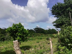 18616m² Hotel in Marigot, Dominica No. 45