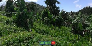 39943m² Hotel in Saint Joseph, Dominica No. 49