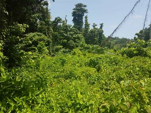 40469m² Hotel in Calibishie, Dominica No. 51