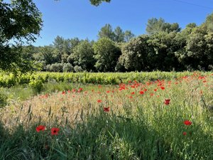 310m² Commercial property in Cotignac, France No. 1583