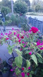 4 bedrooms Commercial property in Brillac, France No. 1884 - Image 6