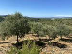 Commercial property in Bandol, France No. 813 - Image 3
