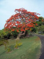 5 bedrooms Villa in Saint David’s, Grenada No. 26 - Image 6