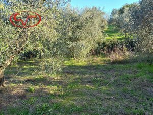 1768m² Land in Montevarchi, Italy No. 235532