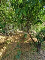 21 room Villa in Brindisi, Italy No. 237518 - Image 30