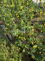 4 bedrooms Villa in Syracuse, Italy No. 244376 - Image 34