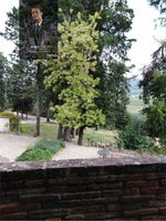 20 bedrooms Villa in Castiglione del Lago, Italy No. 530 - Image 9