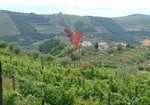 8 bedrooms Land in Vila Real, Portugal No. 146521 - Image 23