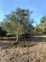 Land in Faro, Portugal No. 157236 - Image 8