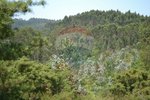 1300m² Land in Recarei, Portugal No. 41117 - Image 11
