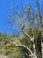 3 bedrooms House in Ribeira Brava, Portugal No. 66112 - Image 17