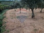 2300m² Land in Troviscal, Portugal No. 74665 - Image 7