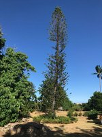 8093.71m² Hotel in Brumaire, Saint Kitts and Nevis No. 104 - Image 7