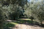 Land in Albolote, Spain No. 108049 - Image 12