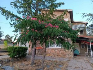 4 bedrooms House in Santa Maria de la Alameda, Spain No. 109232