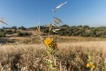 Land in Navalcarnero, Spain No. 113239 - Image 20