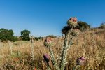 Land in Navalcarnero, Spain No. 113239 - Image 24