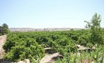 2 bedrooms Apartment in Benijofar, Spain No. 11326 - Image 17