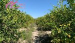 18447m² Land in Abanilla, Spain No. 116813 - Image 4