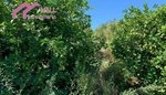 18447m² Land in Abanilla, Spain No. 116813 - Image 13
