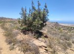 11758m² Land in Arico, Spain No. 117773 - Image 17