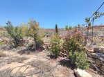 11758m² Land in Arico, Spain No. 117773 - Image 20