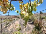 11758m² Land in Arico, Spain No. 117773 - Image 22
