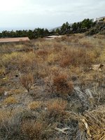 Land in Arafo, Spain No. 119820 - Image 3