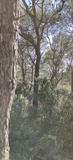 986m² Land in Barcelona, Spain No. 120266 - land in Spain