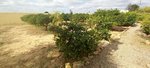 3 bedrooms House in San Javier, Spain No. 124943 - Image 34