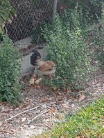 4 bedrooms House in Daya Nueva, Spain No. 13021 - Image 20