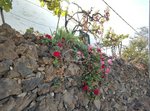 5 bedrooms House in Guia de Isora, Spain No. 130522 - Image 40