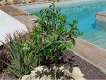 4 bedrooms Villa in Buzanada, Spain No. 13910 - Image 7