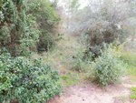421m² Land in Sant Llorenc D'hortons, Spain No. 156654 - Image 30