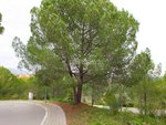 421m² Land in Sant Llorenc D'hortons, Spain No. 156654 - Image 33