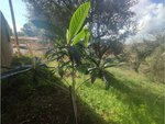 837m² Land in Caldes de Malavella, Spain No. 21932 - Image 11