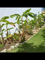 4 bedrooms Villa in Marbella, Spain No. 29094 - Image 18