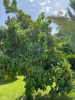 4 bedrooms Villa in Marbella, Spain No. 29094 - Image 21