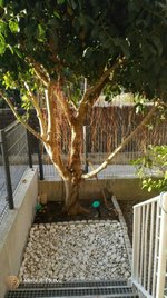 4 bedrooms Apartment in Coma-Ruga, Spain No. 303 - Image 10