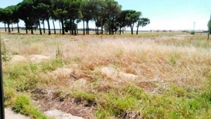 14468m² Land in Iscar, Spain No. 31385