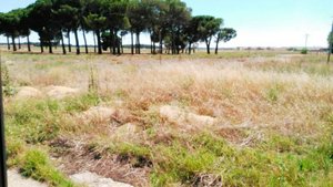 17360m² Land in Iscar, Spain No. 31386