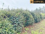 4270m² Land in Abegondo, Spain No. 46152 - Image 6
