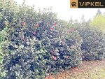 4270m² Land in Abegondo, Spain No. 46152 - Image 9