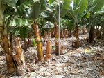 135000m² Land in Guia de Isora, Spain No. 724 - Image 4