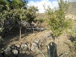 4 bedrooms Finca in Guia de Isora, Spain No. 730 - Image 8